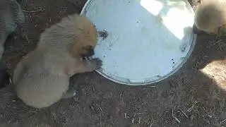 2024 6 2 Щенки пробуют взрослую еду