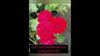 Гуломчон Мирдадоев - қаламқош / Gulomjon Mirdadoev-qalamqosh