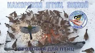 Пир на столе | Накормим птиц зимой | Сороки | Воробьи | Синицы | Лазоревки