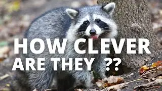 HOW CLEVER ARE RACCOONS