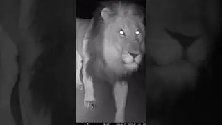 Male Lion Marks on top of Trail Cam