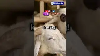Fakta unik kambing