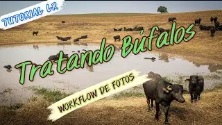 Tratando búfalos   Meu workflow