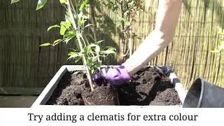 How to plant a patio climbing rose