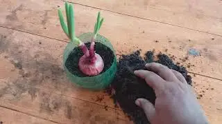 Plantando minha Cebolinha