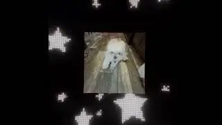 My dogg