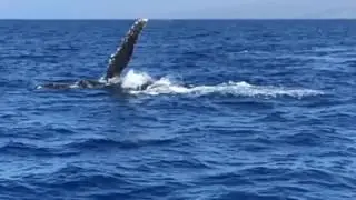 iphone picks up whale song sonar when filming in slow motion above water
