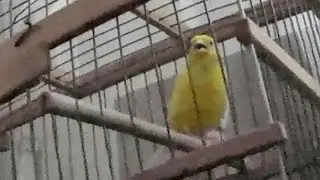 🐦 Canary singing 🎵