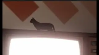 Котейка....