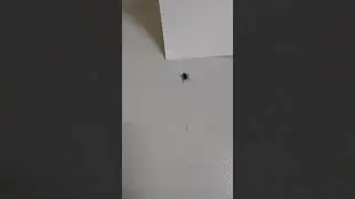 Лосиный клещ летает и кусает. #Клещи