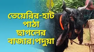তেয়েরির হাট ও কলাউজান ধর পাড়া পাঠা ছাগলের হাট ২০২৫ | পদুয়া লোহাগাড়া চট্টগ্রাম