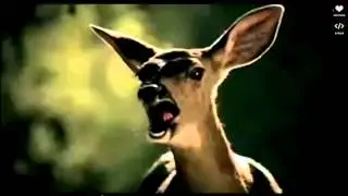 Funny animals screaming