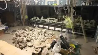 The Coral Reef Room at Sexy Fish Time Lapse
