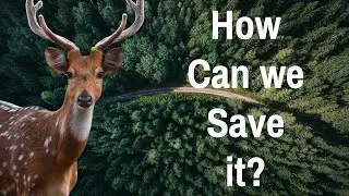Zombie Deer Disease - Unmasking the Silent Killer