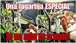 LAGARTIJA RABILARGA ASIÁTICA -Para PRINCIPIANTES o para TERRARIOS DECORADOS -TAKYDROMUS SEXLINEATUS