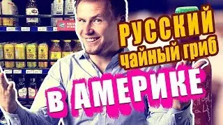 Чайный гриб Комбуча | Kombucha. Где в Америке купить русский Чайный гриб? Американский маркетинг #9