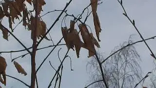 Новый проект. Подготовка места ловли певчих птиц тайником.Первая серия.