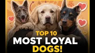 What I Learned from Raising the TOP 10 Most Loyal Dogs