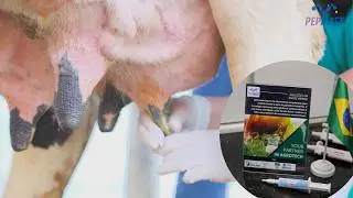 PEPMAST: Innovative veterinary biopharmaceutical for sustainable bovine mastitis treatment 2026.