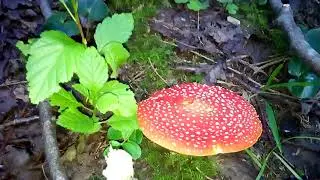 СКОЛЬКО СТОИТ МУХОМОР