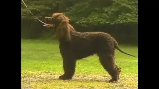 Irish Water Spaniel