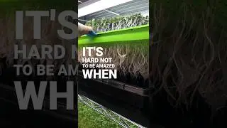 🤯 It's hard not to be amazed when your Microgreen Roots look like these...