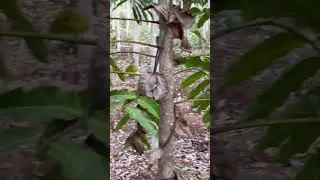 A marcação continua para realizar o 1° desbaste do projeto mahogany404 2° edição