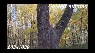Golden autumn...