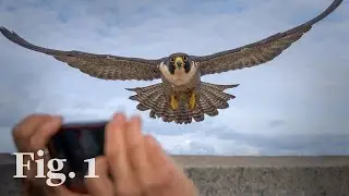 Why falcons are choosing city life — it’s not what you think