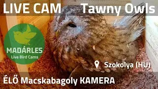 LIVE Tawny Owl Nest Cam (Szokolya, Hungary)
