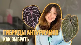 ГИБРИДЫ АНТУРИУМОВ | Как будут выглядеть и как выбрать