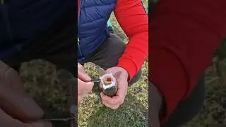 Зубастый карп.