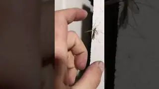 Странный тип гладит комара =)