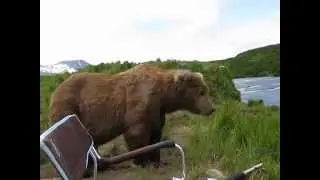 медведь в гости зашел