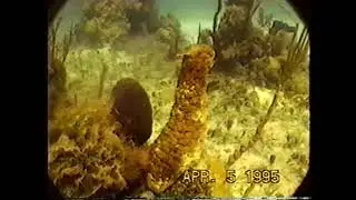 Sea Cucumber Orgasm