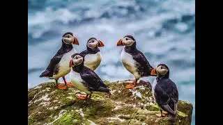 Compilatie zomerreis IJsland 2021