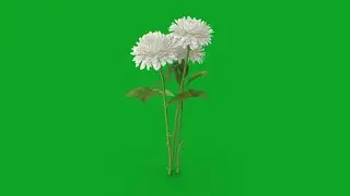 green screen flowers effects background | green screen flower effect | white flowers green screen