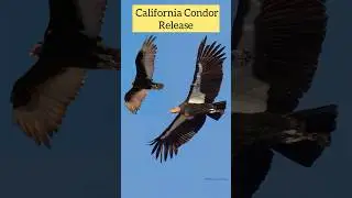 5 Condors Released to Vermillion Cliffs, Arizona 