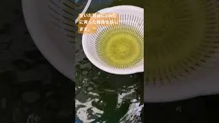 メダカ水槽215 メダカ達の引越し　#shorts #メダカ #aquarium #fish