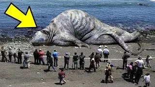 A huge creature washed ashore. Passersby were speechless upon discovering what IT was!