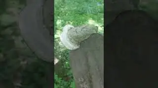 Средство от комара.