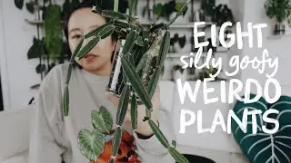 show and tell of 8 weirdo 🤪 plants in my collection