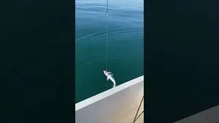 Акула катран. Рыбалка в Сочи. 