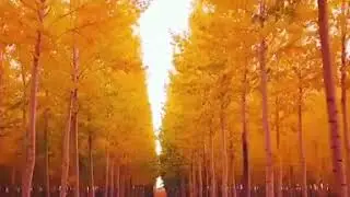 Сказочный лес  10000000 668981540167454 8859788082992381952 n