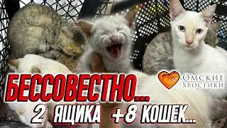 Бессовестно… 2 ящика +8 кошек | Избавились от домашних животных