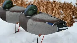 Rester / Sleeper full Body Mallard decoys, Final approach unboxing