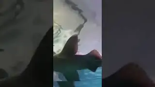 Аквариум.Скегнесс.Англия