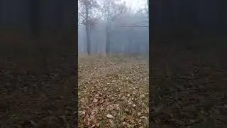 Густой туман в лесу!!!🌫️😬