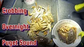 First Time Crabbing Overnight In Puget Sound Washington State