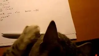 The cat doesn't let me study